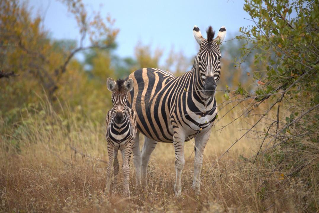 Imagine Africa Luxury Tented Camp Naturschutzgebiet Balule Exterior foto